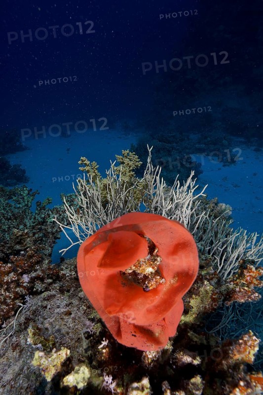 Spawn of Spanish Dancer