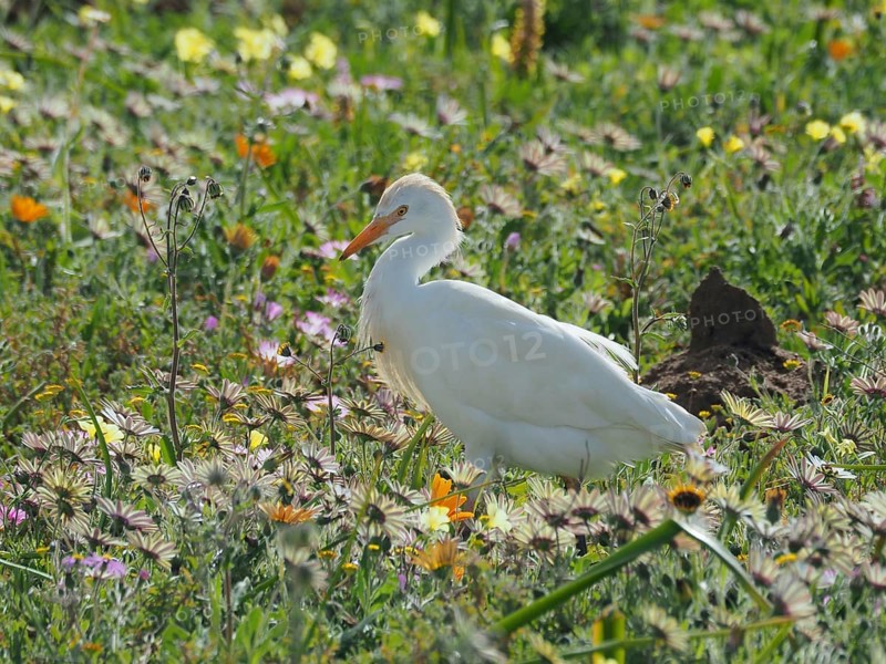Yellow-billed egret
