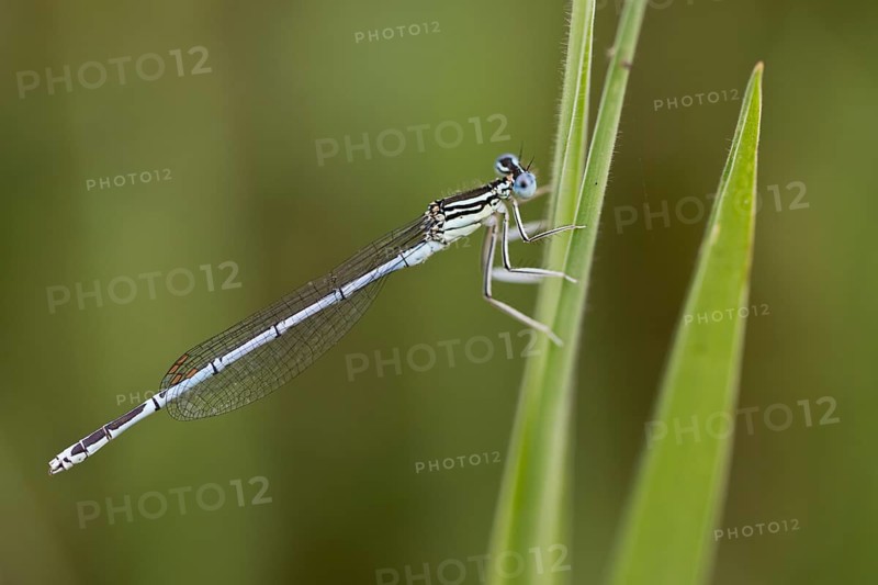 Feather damselfly