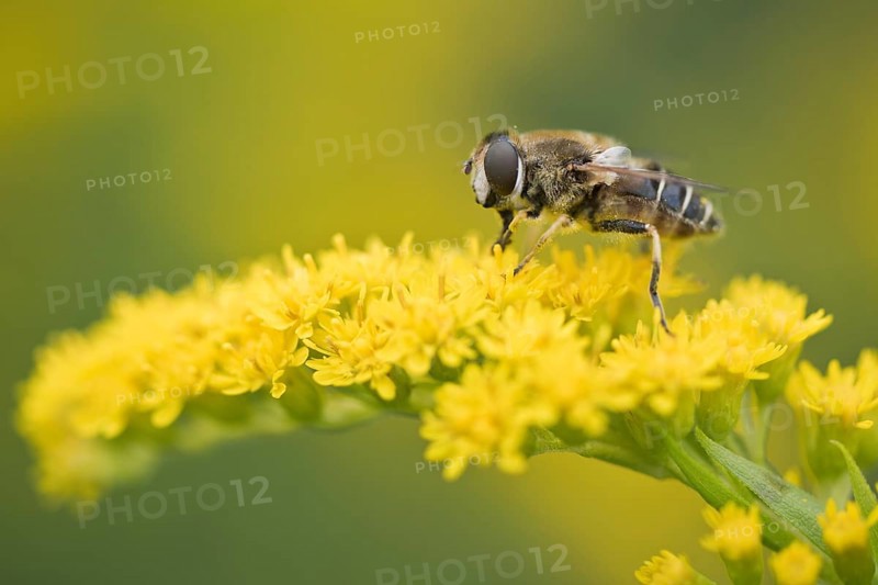 Medium wedge-winged hoverfly