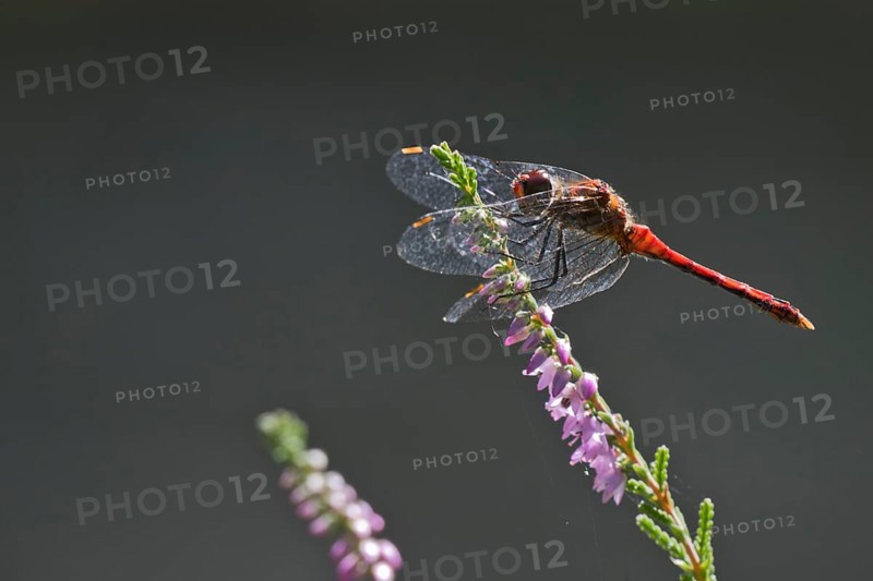 Vagrant darter