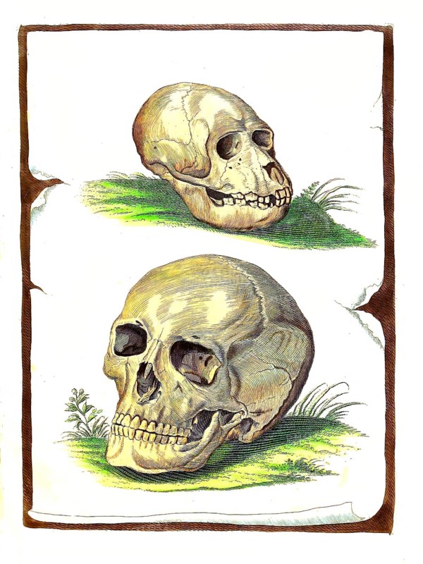 Mammals