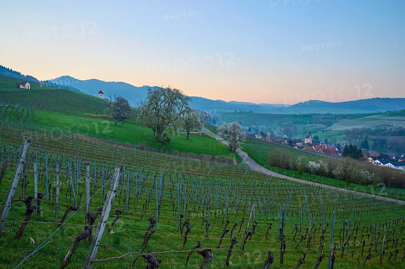 Vineyards