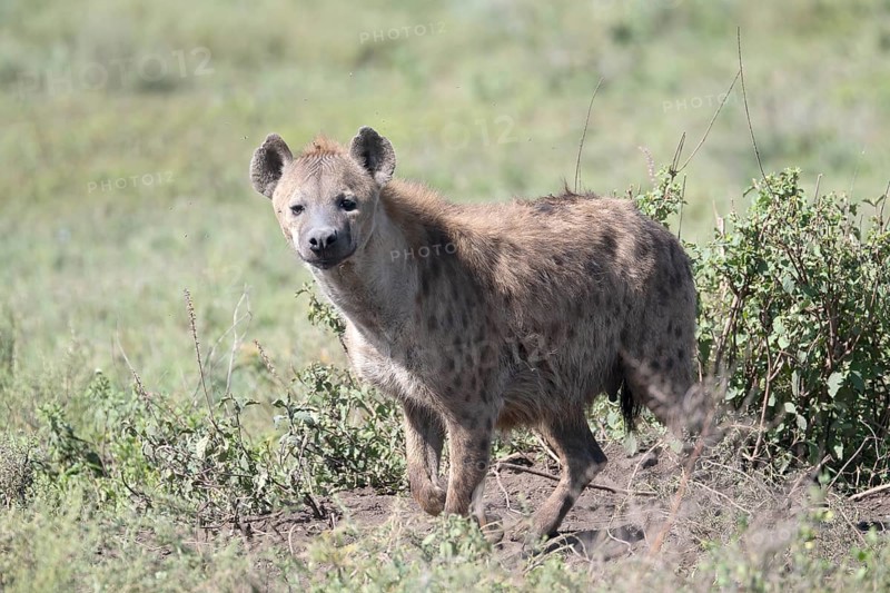 Spotted hyena