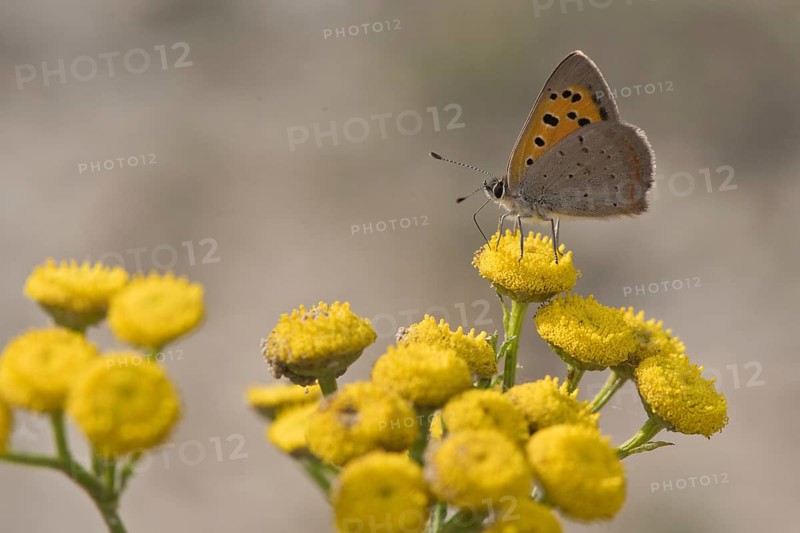 Small copper
