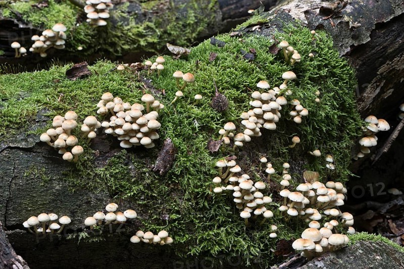 Sulphur tuft