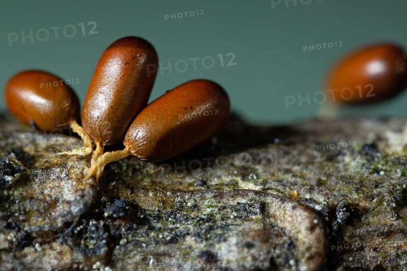 Lion fruit three fruiting bodies with light brown stems and club-shaped brown fruit capsules next to each other on tree trunk against blue sky