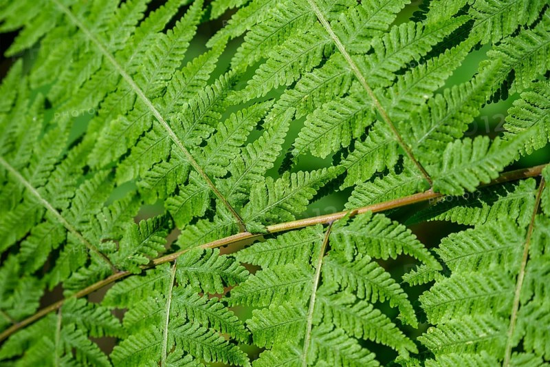 Mariana Maiden Fern aka Swordfern aka False Maiden Fern leaves close up