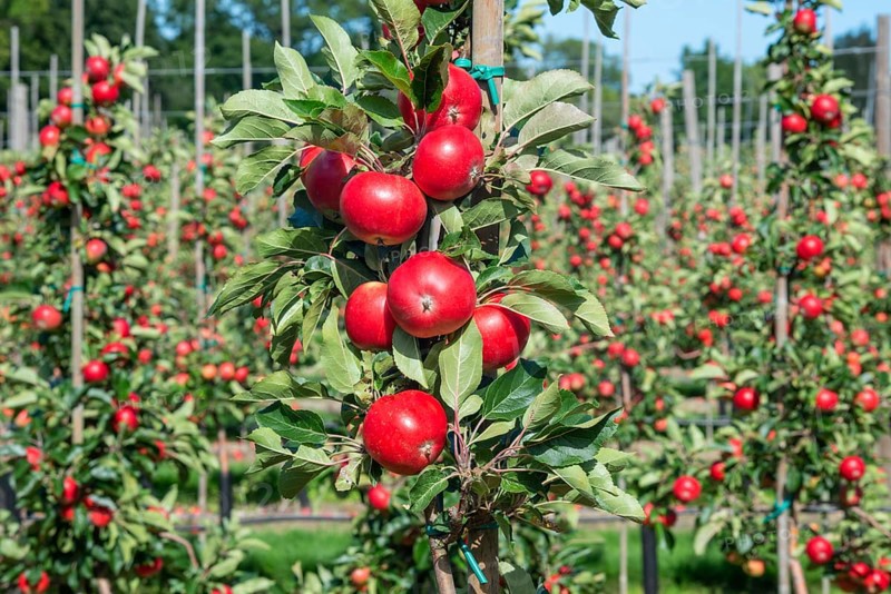 Apple plantation of Discovery apples in Oesterlen fruit district