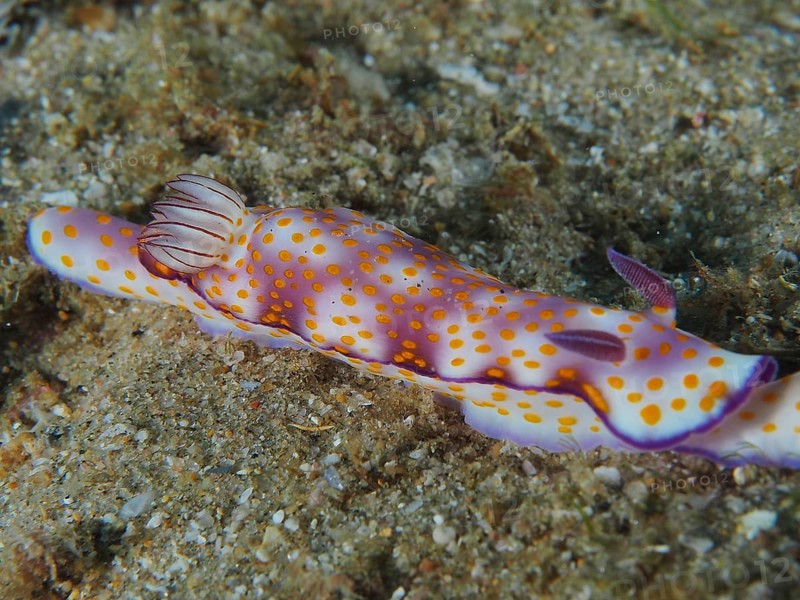 Magnificent star snail
