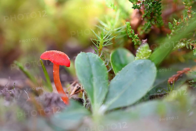 Marsh sapling