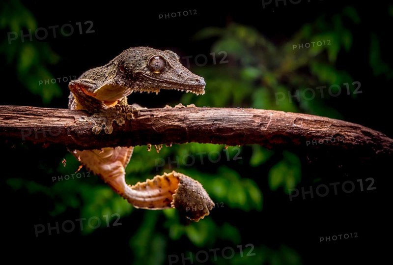 Redescription Leaf-tailed gecko
