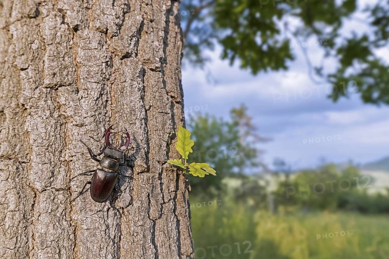 European stag beetle