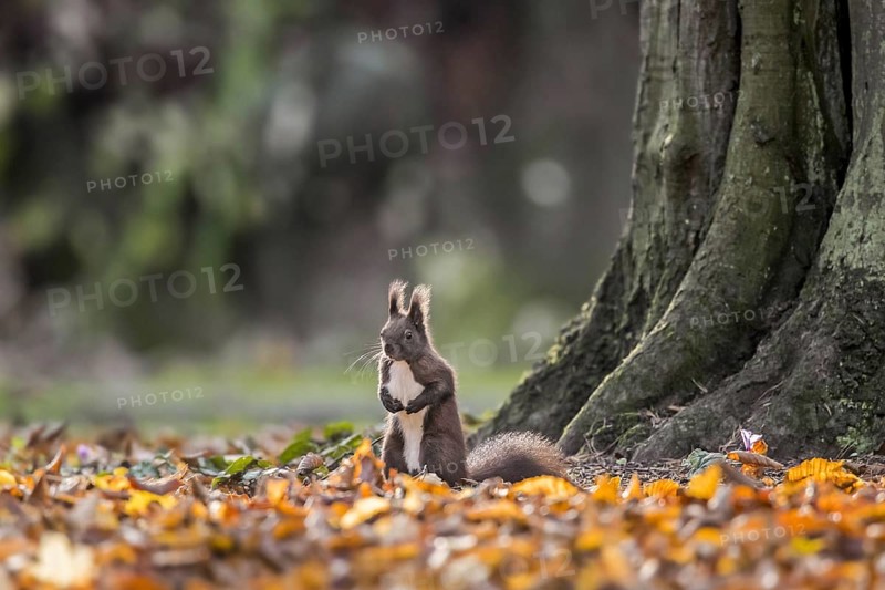 Cute Eurasian red squirrel