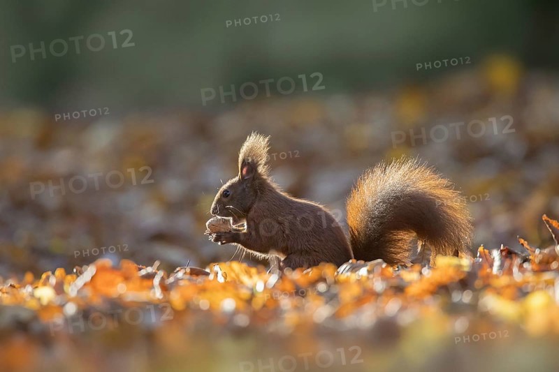 Cute Eurasian red squirrel