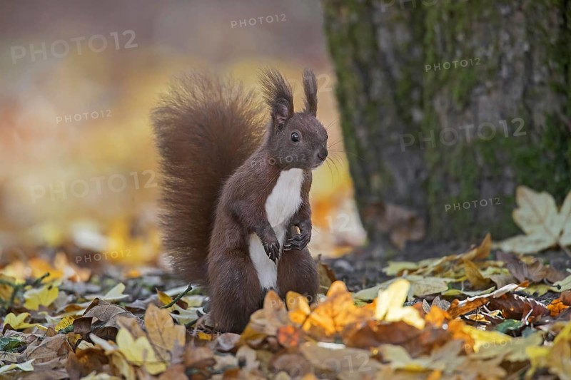 Cute Eurasian red squirrel