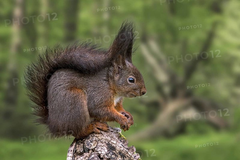 Cute Eurasian red squirrel
