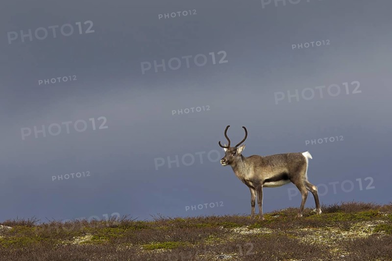Reindeer
