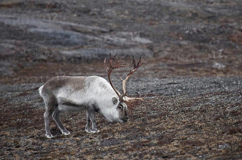 Svalbard reindeer