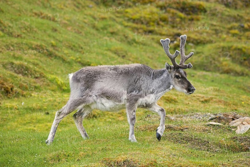 Moulting reindeer