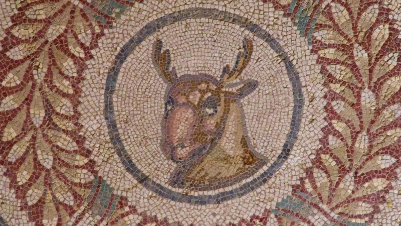Stag's head
