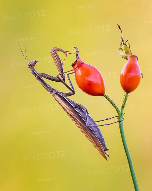 European mantis