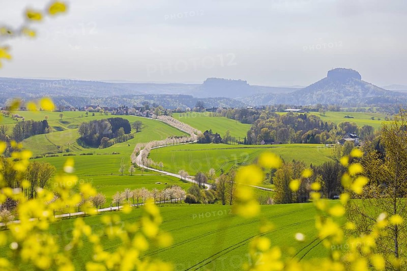 Cherry avenue on the Adamsberg with a view of the Koenigstein Fortress and the Lilienstein