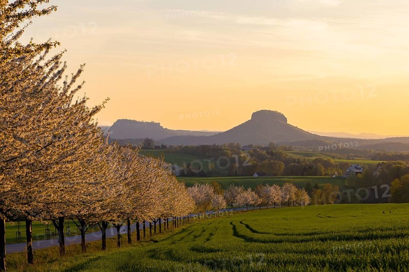 Cherry avenue on the Adamsberg with a view of the Koenigstein Fortress and the Lilienstein