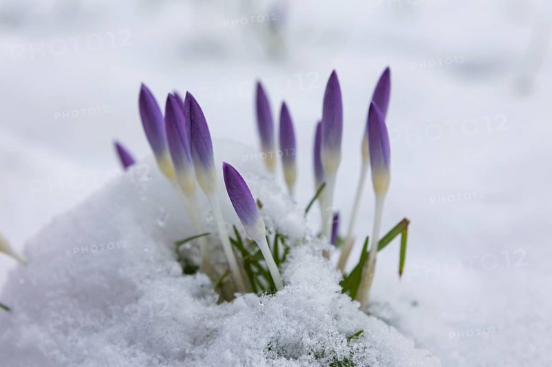 Crocuses push through the snow cover after a warm winter