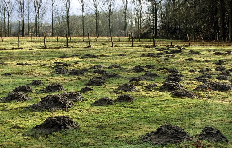 Molehills