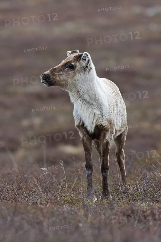 Reindeer