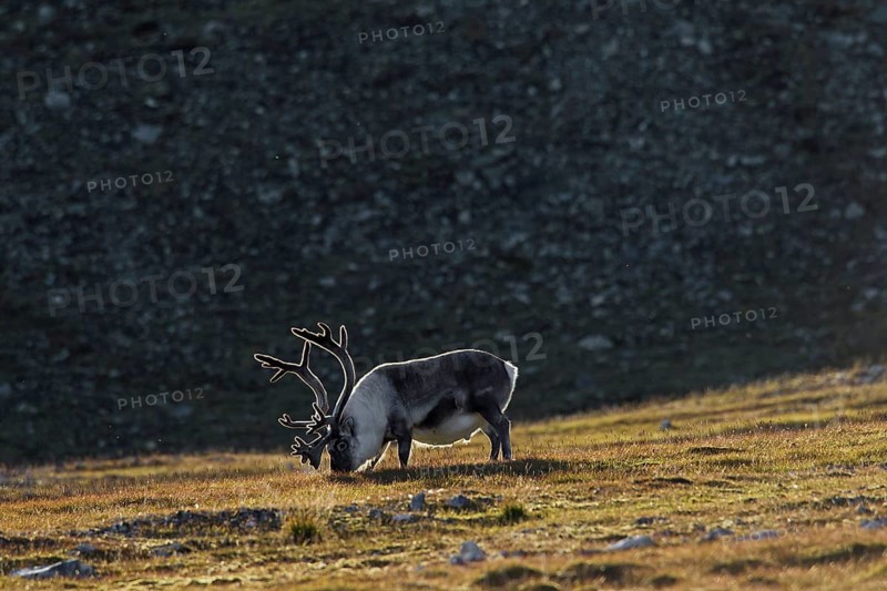 Fat Svalbard reindeer