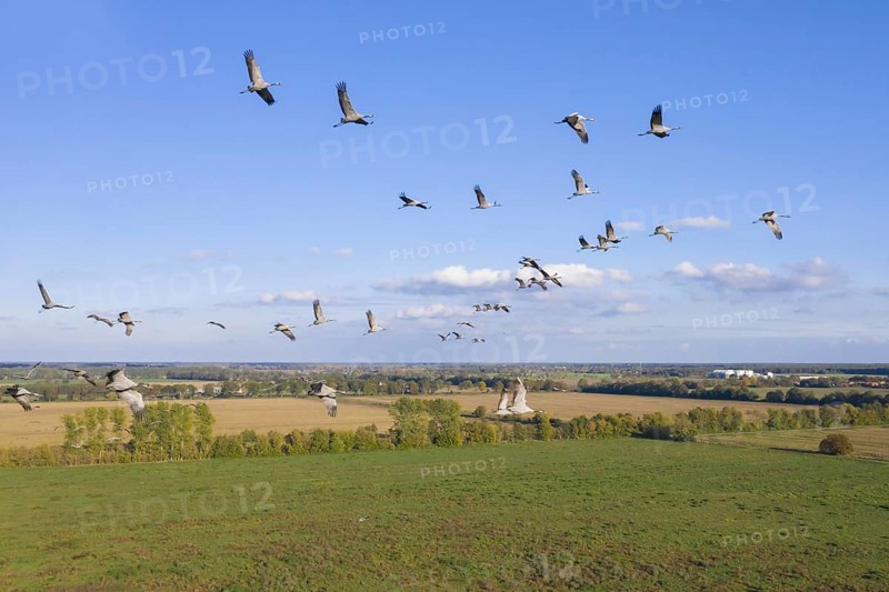 Migrating flock of common cranes