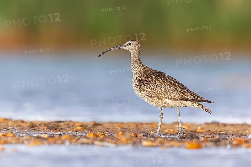 Whimbrel