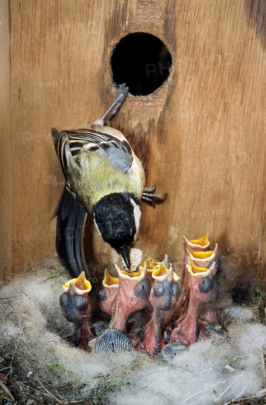 Interior of birdhouse showing Great tit