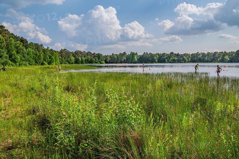 Forest lake