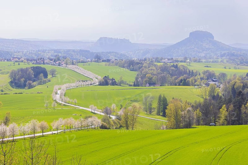 Cherry avenue on the Adamsberg with a view of the Koenigstein Fortress and the Lilienstein