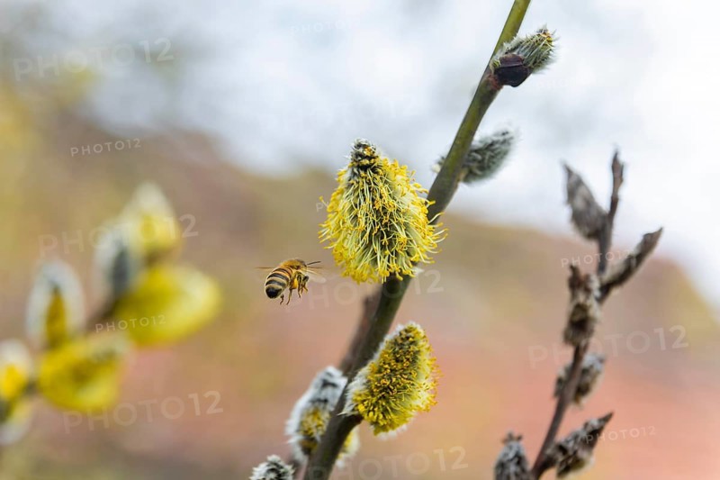 Bees gather nectar on willow catkins in the first warm rays of sunshine