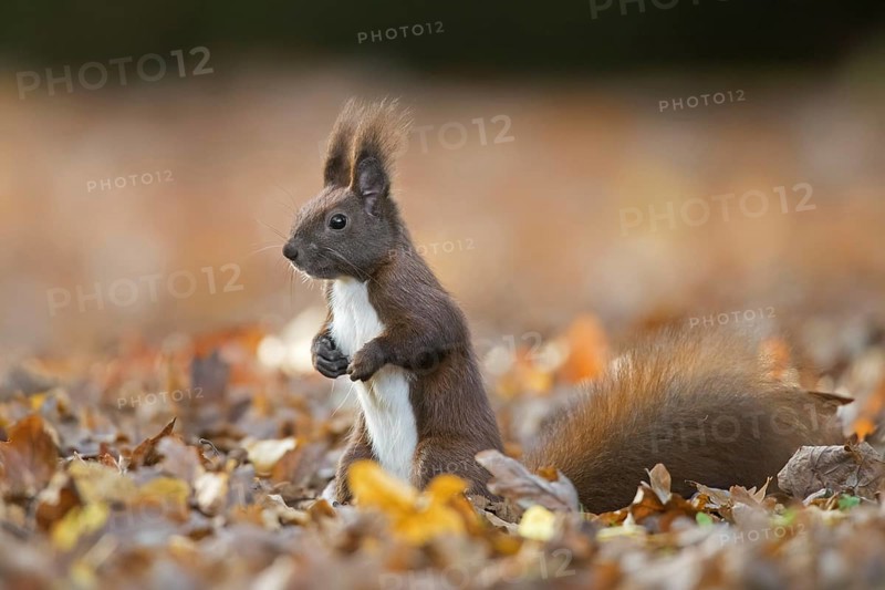 Cute Eurasian red squirrel