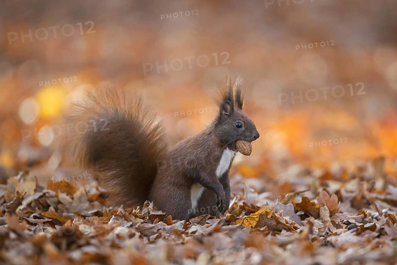 Cute Eurasian red squirrel