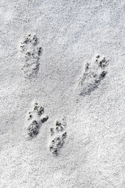 Close-up of footprints showing paw pads from red squirrel