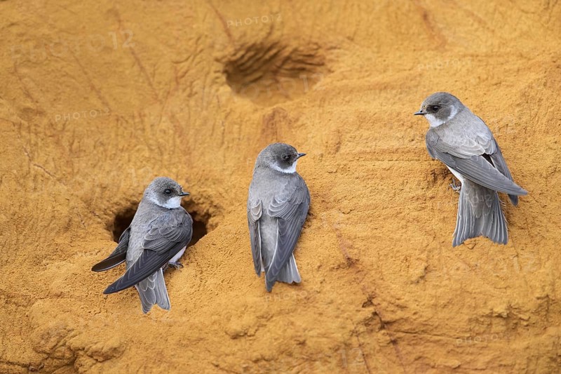 Three sand martins