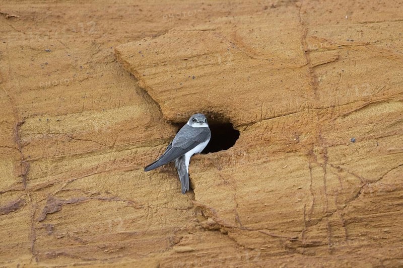 European sand martin