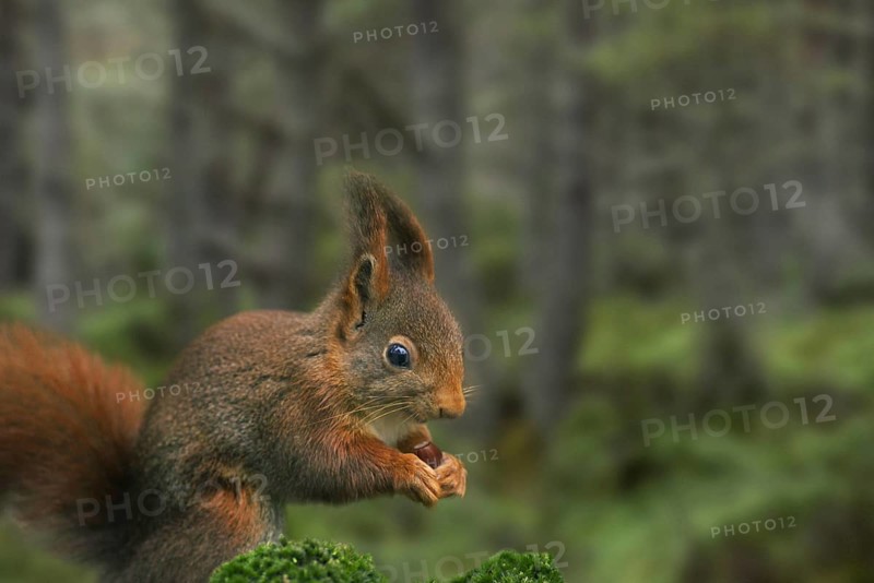 Red squirrel
