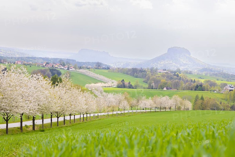 Cherry avenue on the Adamsberg with a view of the Koenigstein Fortress and the Lilienstein
