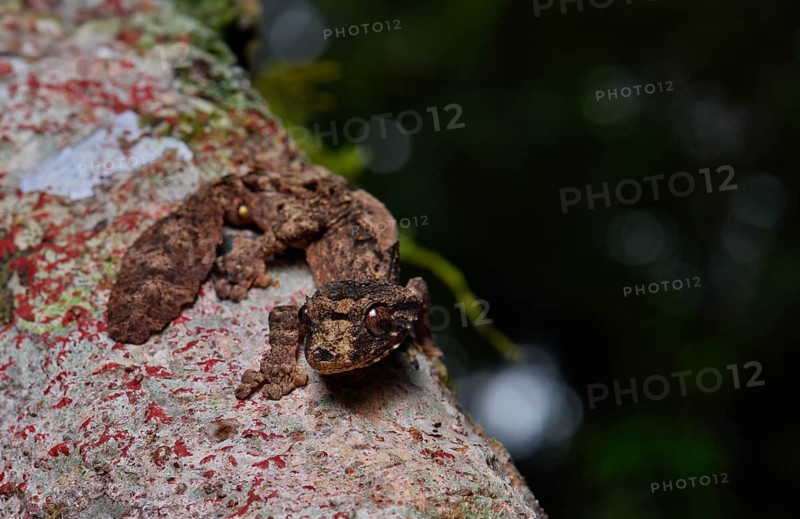 Leaf-tailed gecko
