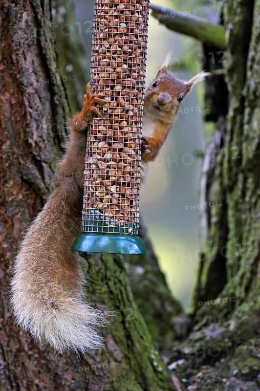 Red squirrel