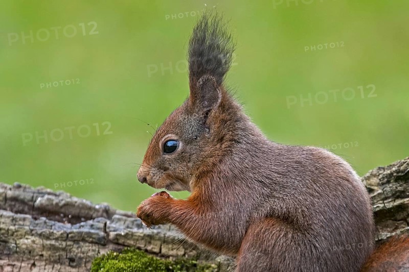 Cute Eurasian red squirrel