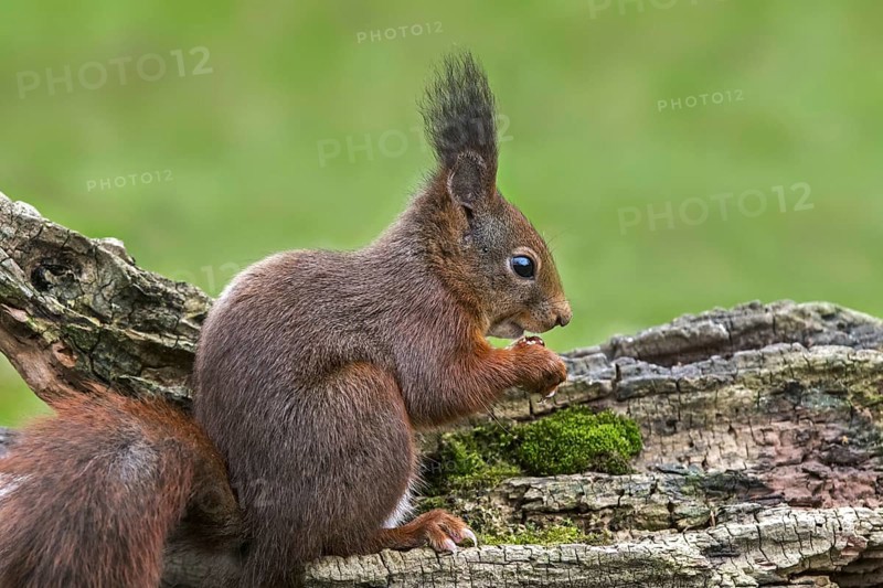 Cute Eurasian red squirrel