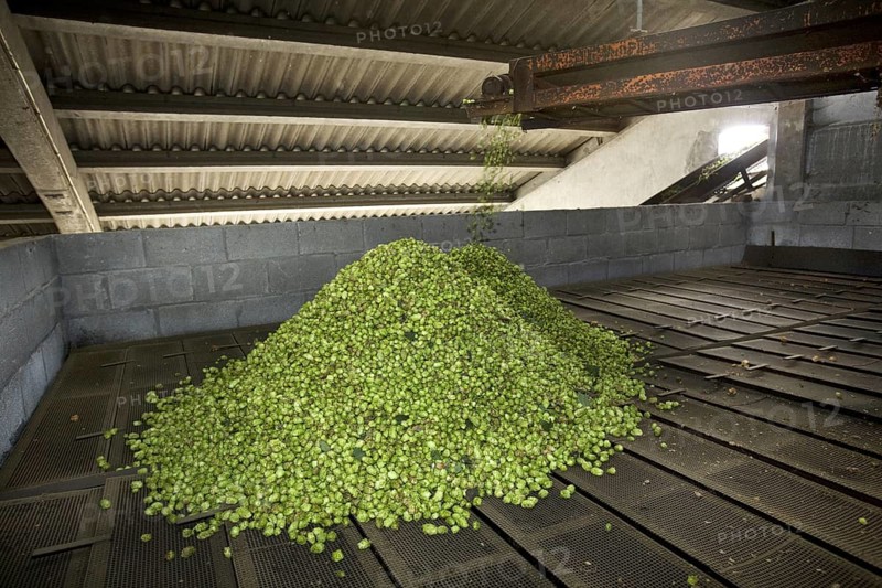 Harvesting of hops